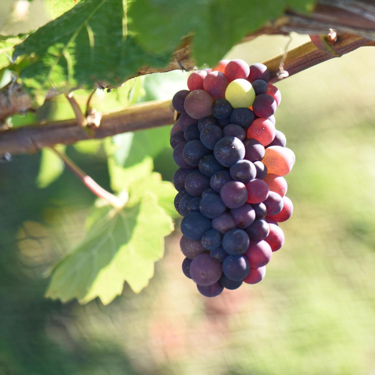 Bed and Breakfast Grey Ridge Vineyard Experience Александра Экстерьер фото