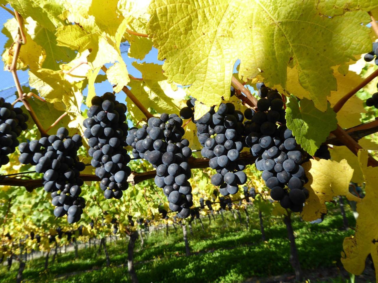 Bed and Breakfast Grey Ridge Vineyard Experience Александра Экстерьер фото